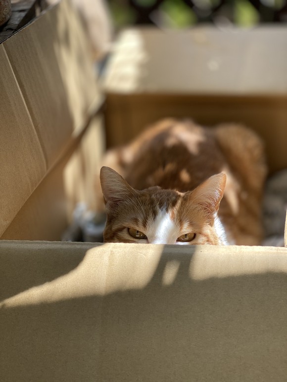 IMG_2395.jpegのサムネイル画像