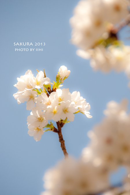 2013-sakura-3.jpg