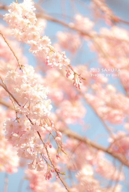 2013sakura.jpg