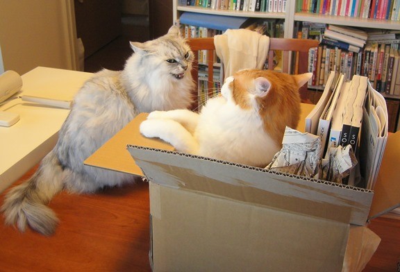 20140328 amanolu.jpg