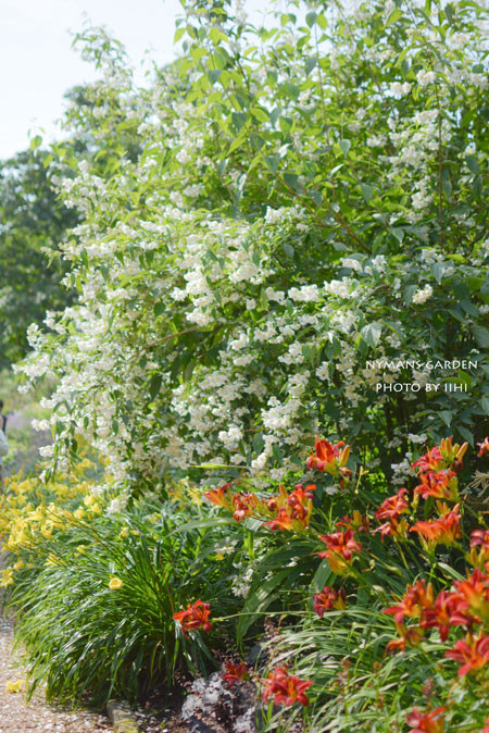 20140712nymansgarden27.jpg