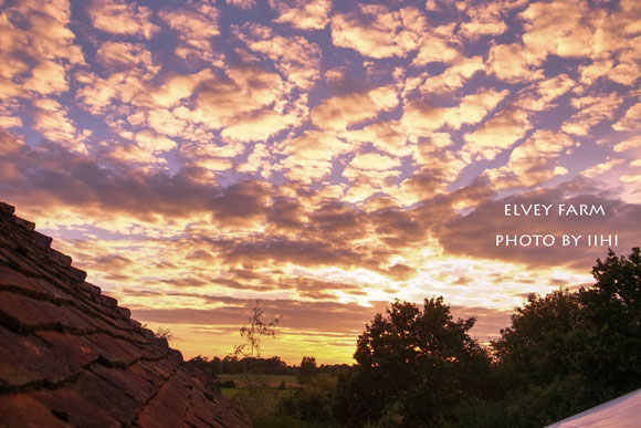 20140715elveyfarm16.jpg