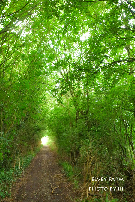 20140715elveyfarm28.jpg