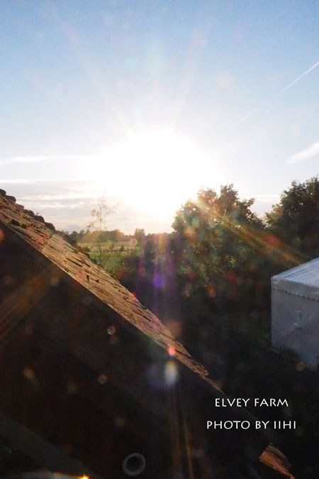 20140715elveyfarm38.jpg