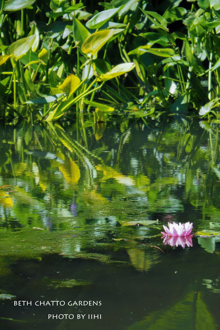 2014julyBethChattoGardens07.jpg