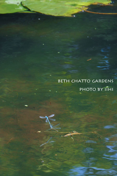 2014julyBethChattoGardens21.jpg