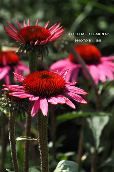2014julyBethChattoGardens29.jpg