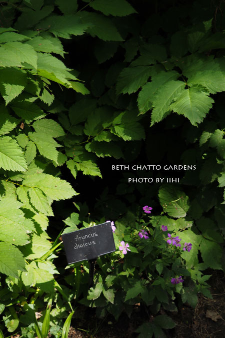 2014julyBethChattoGardens33.jpg
