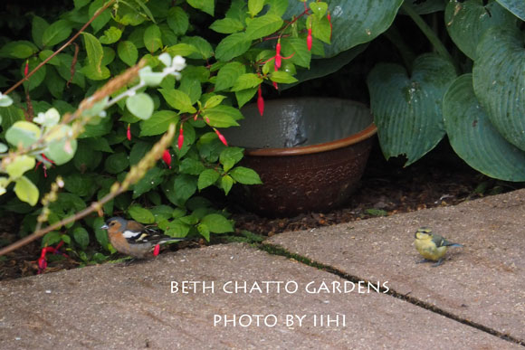 2014julyBethChattoGardens43.jpg