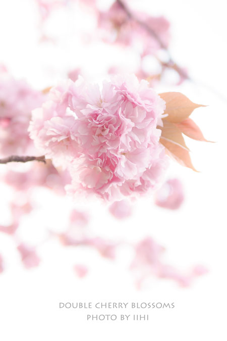 20150418Doublecherryblossom.jpg