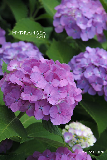20150607Hydrangea.jpg