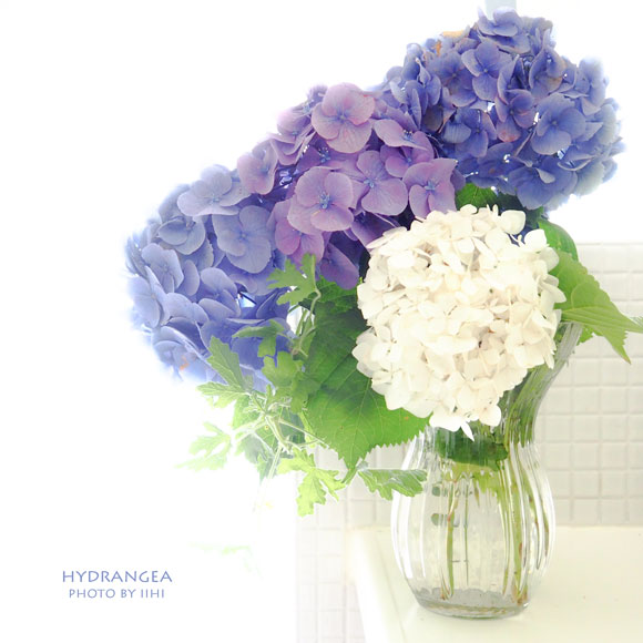 20150629hydrangea.jpg