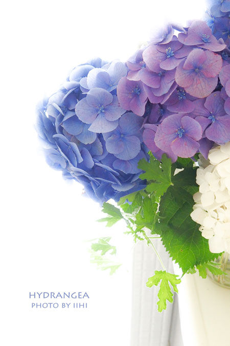 20150629hydrangea2.jpg