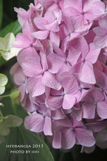 201506Hydrangea.jpg