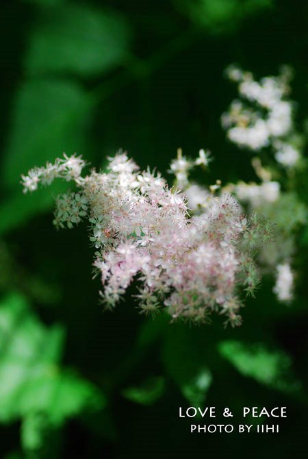 20150709lovepeace2.jpg