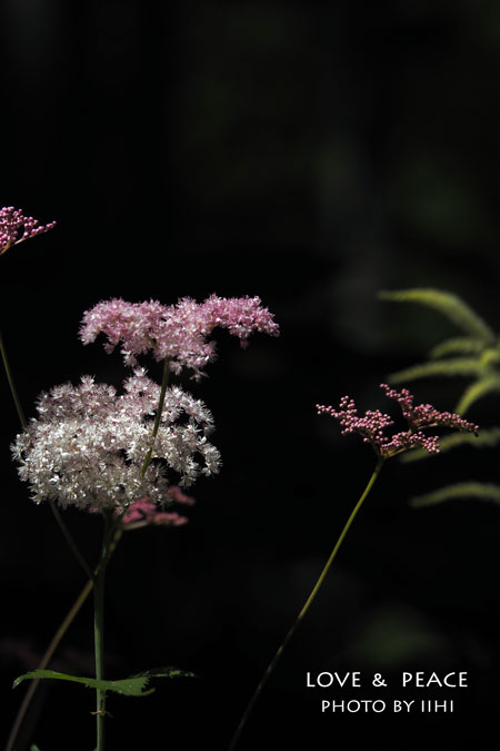 20150709lovepeace3.jpg