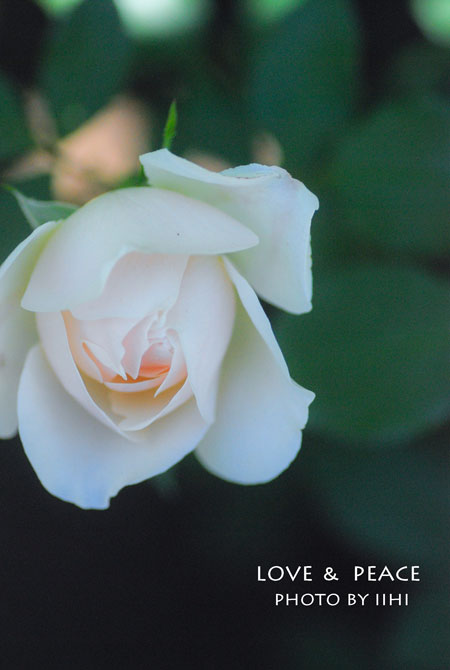 20150709rose-lovepeace2.jpg