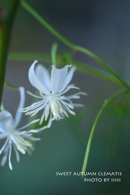 20150914Sweet-Autumn-Clemat.jpg