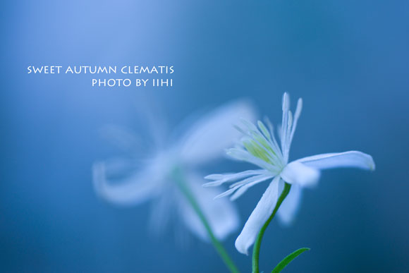 20150914SweetAutumnClematis.jpg