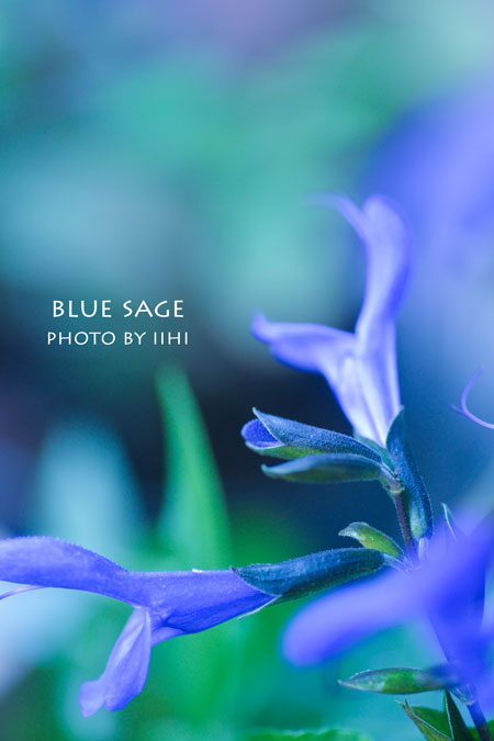 20150914bluesage.jpg