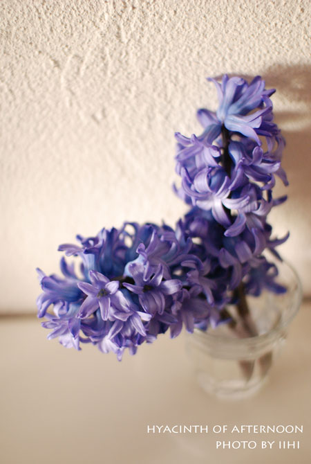 2015Hyacinth-of-afternoon.jpg
