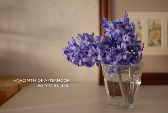 2015hyacinth.jpg