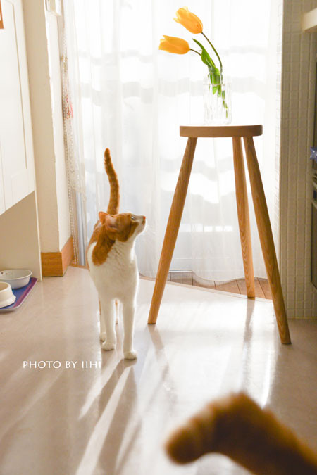 20160216cat-kitchenstool2.jpg