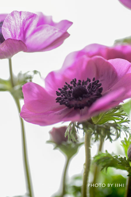 20160229-anemone3.jpg