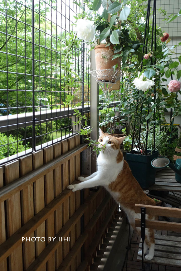 20160513-DSC02433s.jpg