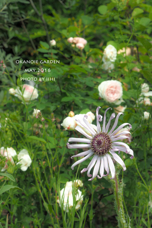 20160520okanoiegarden20.jpg