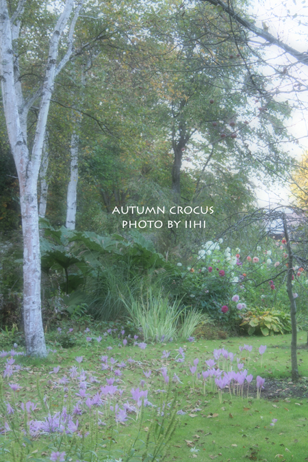 Autumn-crocus.jpg