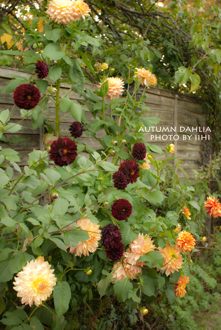 Autumn-dahlia2-2012.jpg