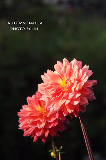 Autumndahlia5.jpg