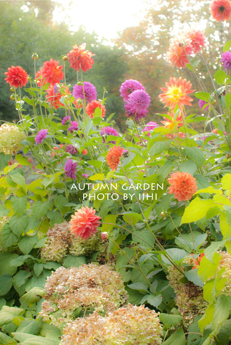 Autumngarden22012.jpg