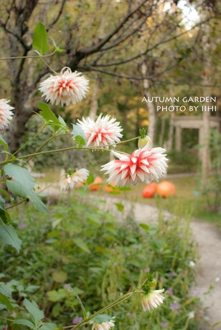 Autumngarden72012.jpg