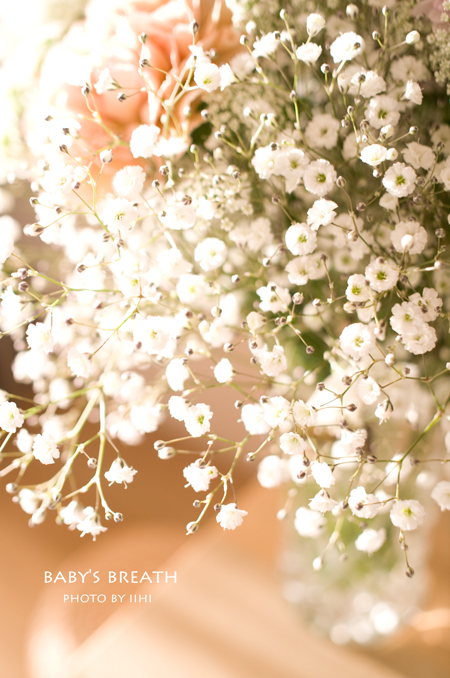 Baby's-Breath3.jpg