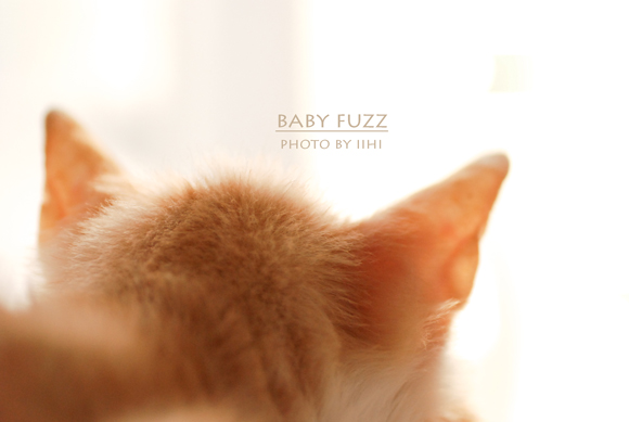 Baby-fuzz_iihi.jpg