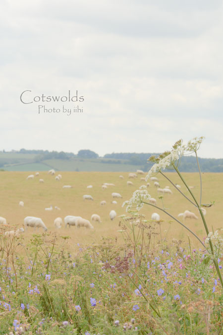 Cotswolds2014.jpg