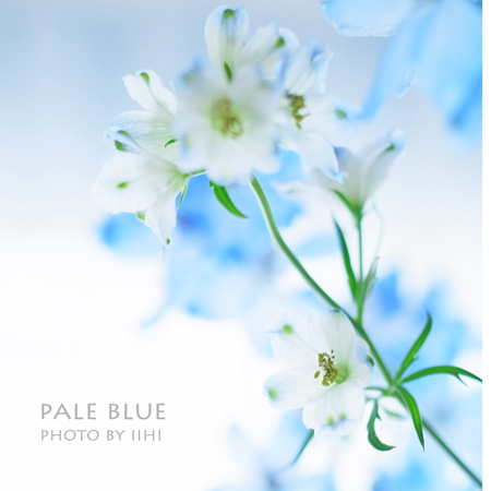 Delphiniumpaleblue2012.jpg