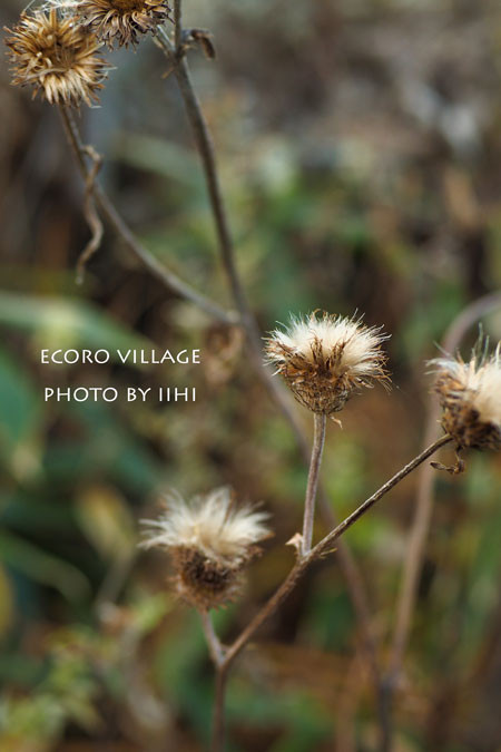 ECOLOVillage60_2015oct.jpg