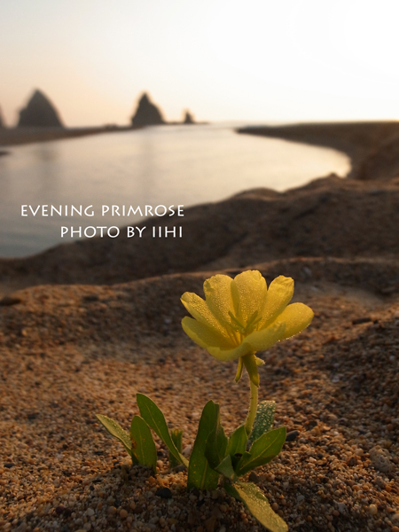 Evening-Primrose.jpg
