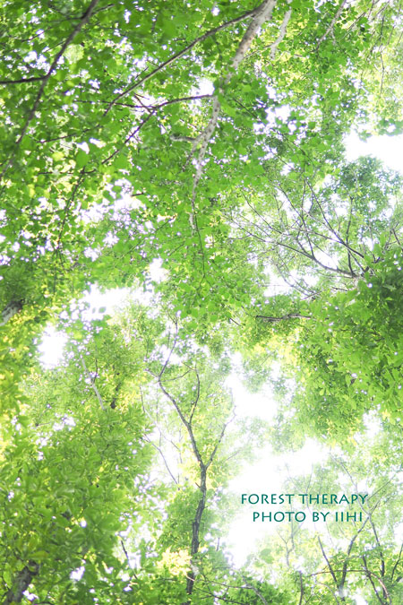 Foresttherapy1-20140723.jpg