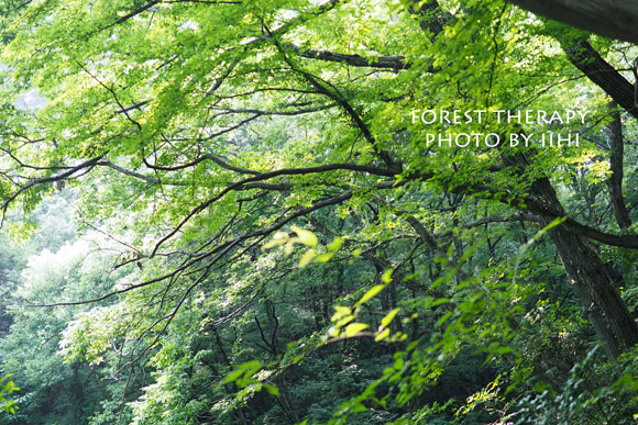 Foresttherapy11-20140723.jpg