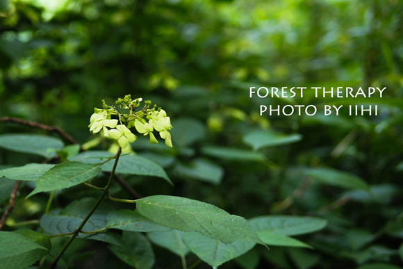 Foresttherapy12-20140723.jpg
