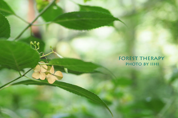Foresttherapy2-20140723.jpg