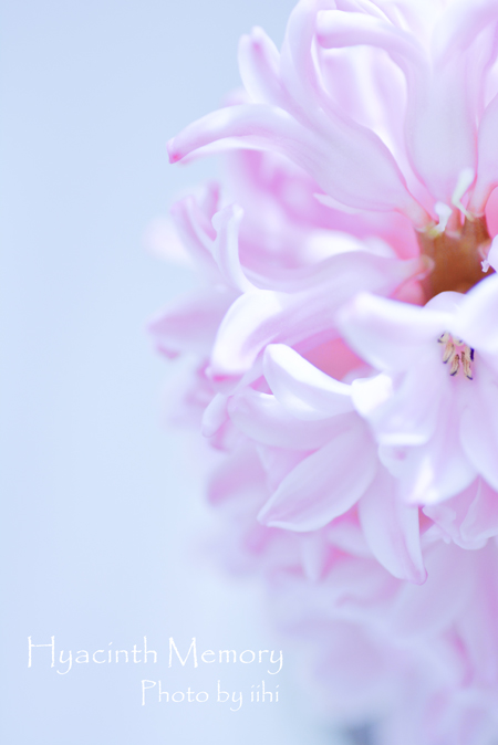 HyacinthMemory32014_iihi.jpg