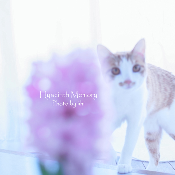 Hyacinthmemory20140219iihi.jpg