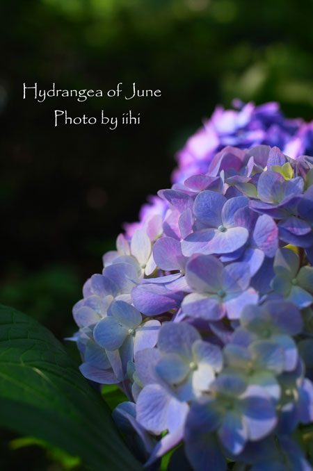 Hydrangeajune2014.jpg