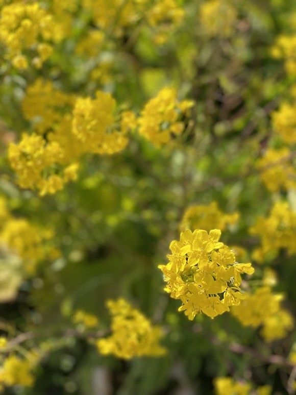 IMG_3747.jpeg