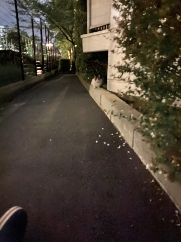 IMG_5284.jpeg